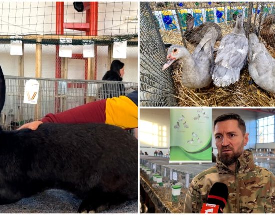 Expozitii de pasari si animale rare in Suceava si Sighisoara