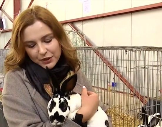 Iepuri Rex Dalmatieni gaini negre si pauni albi atractiile unei expozitii exotice din Craiova Deosebit sa ai ochi sa privesti