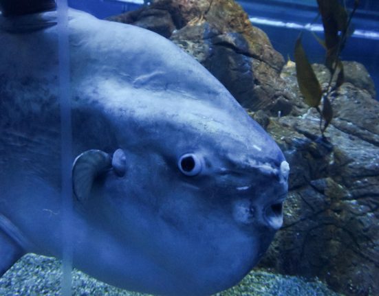 Solutia uimitoare a japonezilor pentru a trata singuratatea unui peste