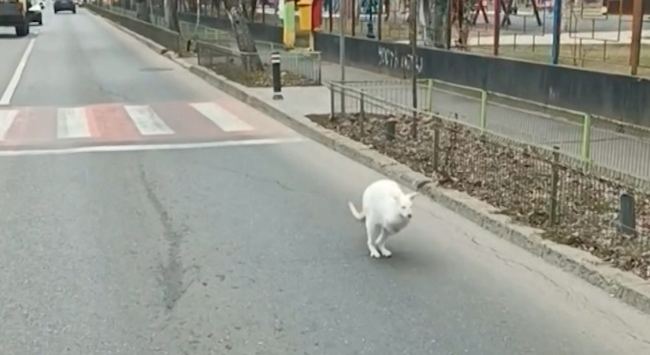 Cangur alb surprins pe strazile din Bucuresti