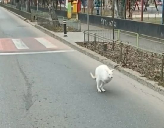 Cangur alb surprins pe strazile din Bucuresti