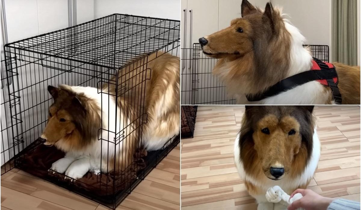 Japonezul care sa transformat in caine cu 12000 de lire isi face gradina zoo Ti ai dorit sa fii un animal