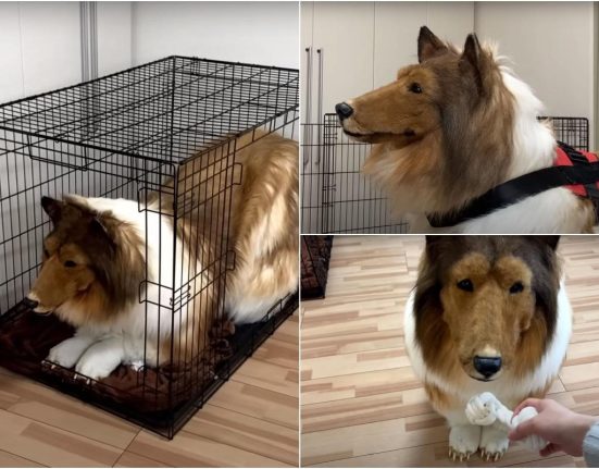 Japonezul care sa transformat in caine cu 12000 de lire isi face gradina zoo Ti ai dorit sa fii un animal