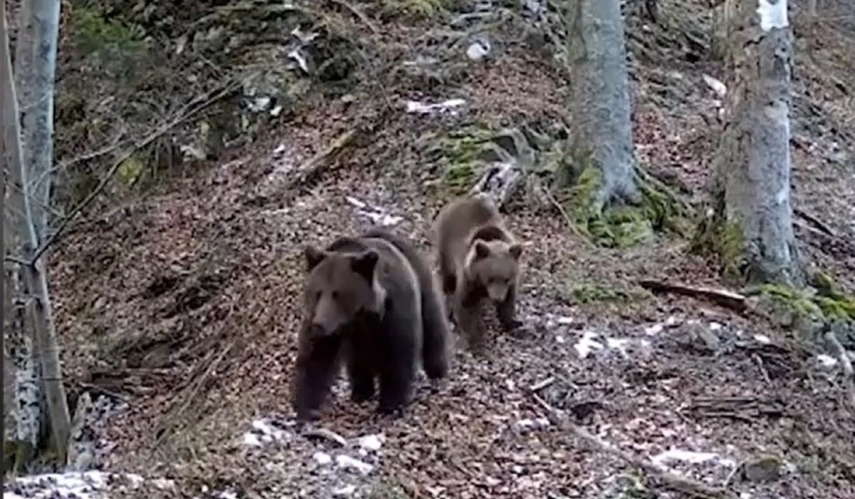 Ursoaica si pui surprinsi iesind din hibernare imagini virale