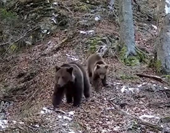 Ursoaica si pui surprinsi iesind din hibernare imagini virale