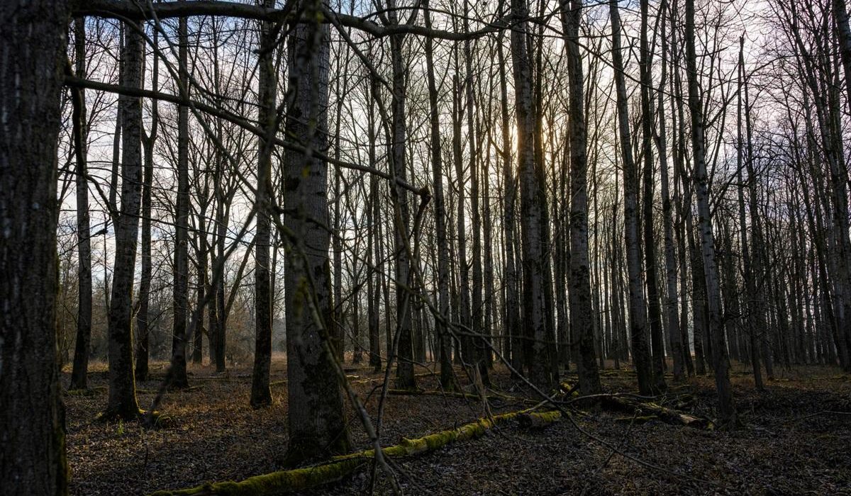 Batranica disparuta gasita vie in padure din Arges