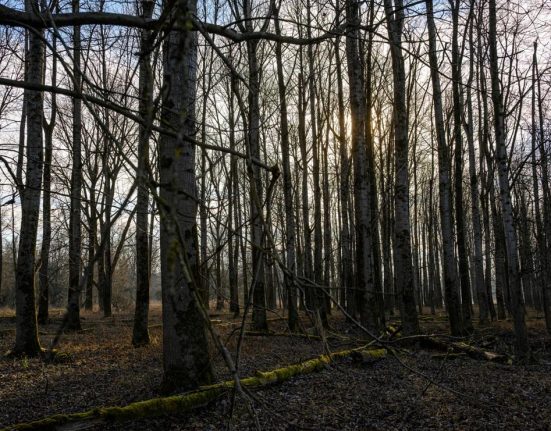 Batranica disparuta gasita vie in padure din Arges