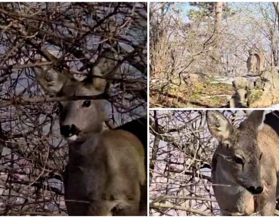 Intalnire neasteptata pentru jandarmii montani din Brasov