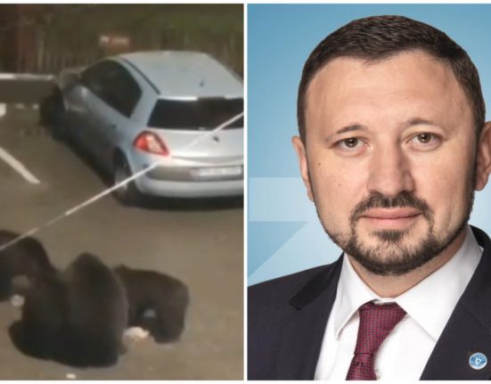 Cand va fi gata recensamantul ursilor din Romania