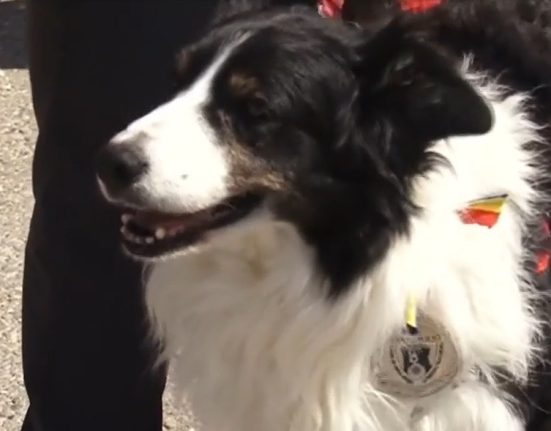 Helios primul caine salvamontist din Romania pensionat