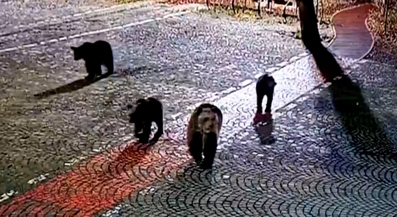 Nici nu stii de unde apare Statiunile de pe Valea Prahovei sub teroarea ursilor Oamenii se tem sa iasa din case