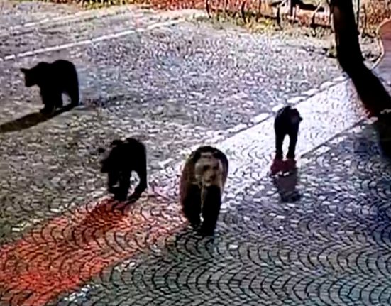 Nici nu stii de unde apare Statiunile de pe Valea Prahovei sub teroarea ursilor Oamenii se tem sa iasa din case