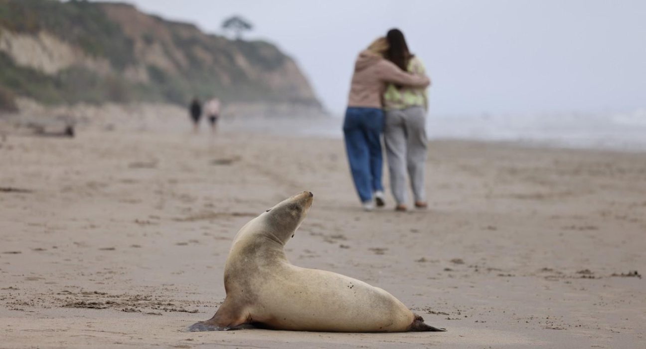 Surfer atacat de un leu de mare toxic in California