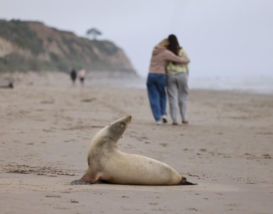 Surfer atacat de un leu de mare toxic in California