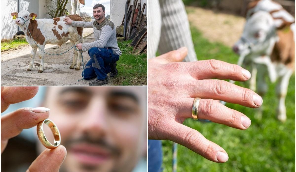 Un fermier si a pierdut verigheta hranind vacile