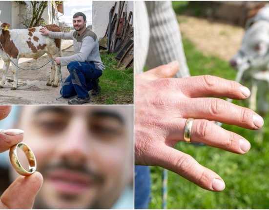 Un fermier si a pierdut verigheta hranind vacile