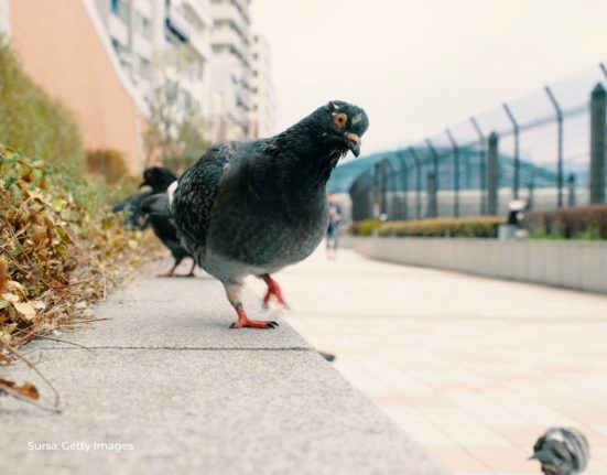 Orasul din Romania unde hranirea porumbeilor este interzisa