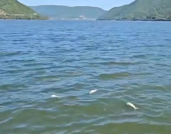 Pesti morti pe Dunare la Portile de Fier Autoritatile investigheaza