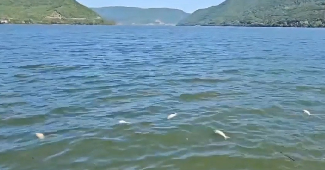 Pesti morti pe Dunare la Portile de Fier Autoritatile investigheaza