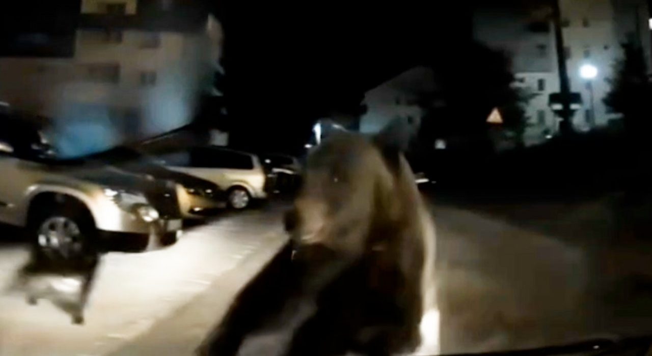Ursoiaca agresiva cu pui blocheaza un sofer noaptea