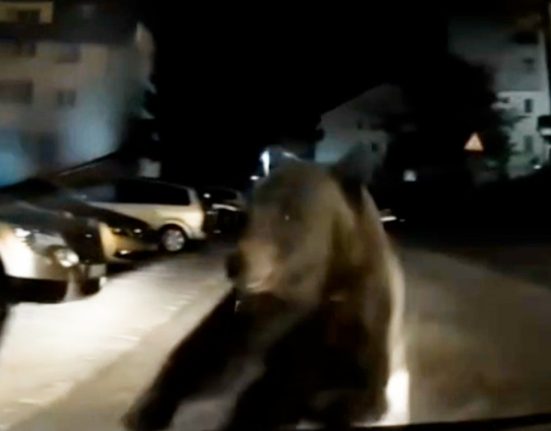 Ursoiaca agresiva cu pui blocheaza un sofer noaptea