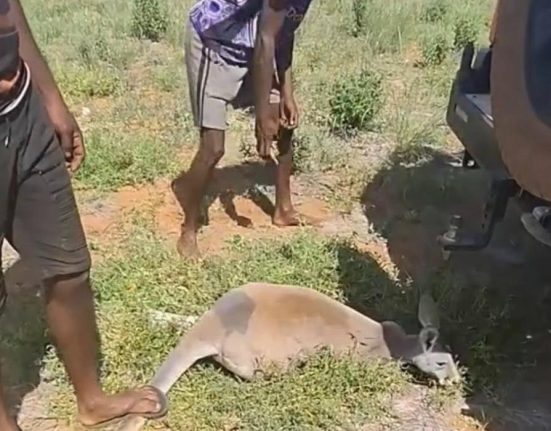 Cangur chinuit de un grup de australieni pe retele sociale