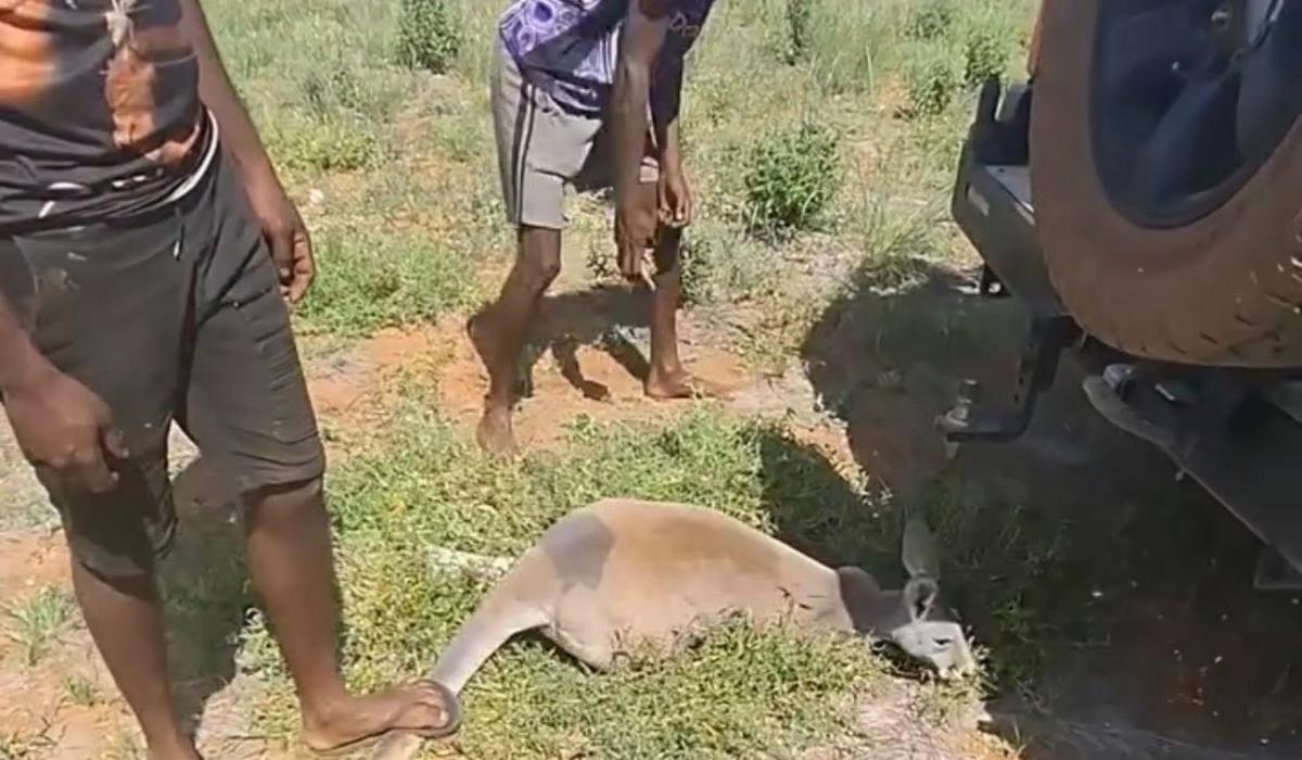 Cangur chinuit de un grup de australieni pe retele sociale