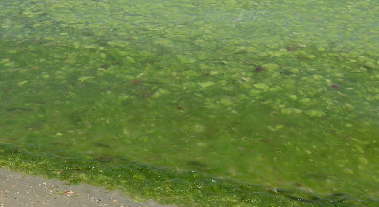Plaja de pe litoral invadata de alge Fenomenul cauzat de furtuni