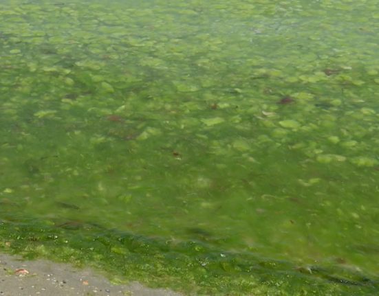 Plaja de pe litoral invadata de alge Fenomenul cauzat de furtuni