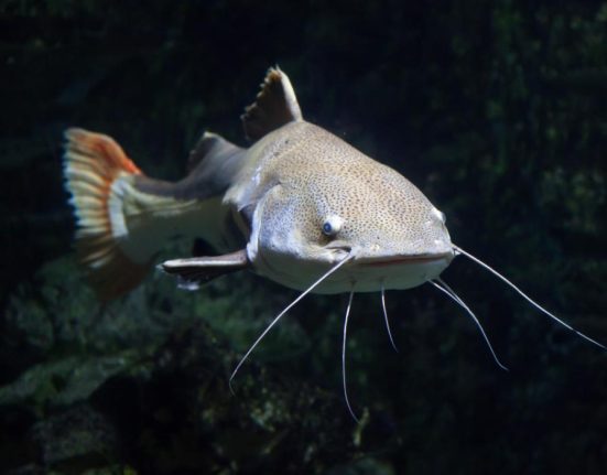 Politian germana a impuscat un somn de 90 kg