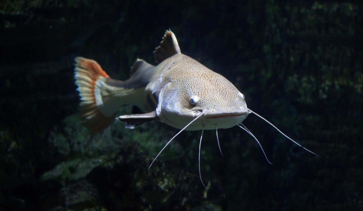 Politian germana a impuscat un somn de 90 kg