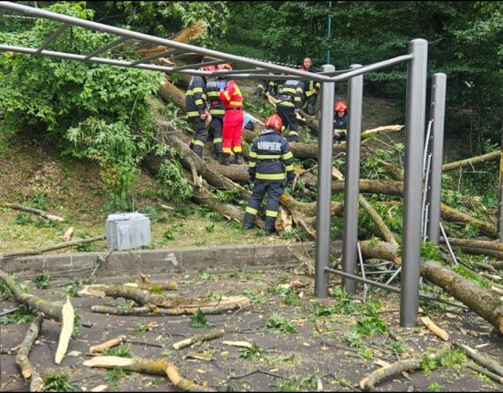 Tanr de 27 de ani mort dupa ce un copac a cazut peste el in Brasov