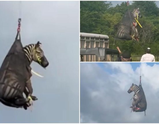 Zebra Ed salvata de politisti dupa sapte zile