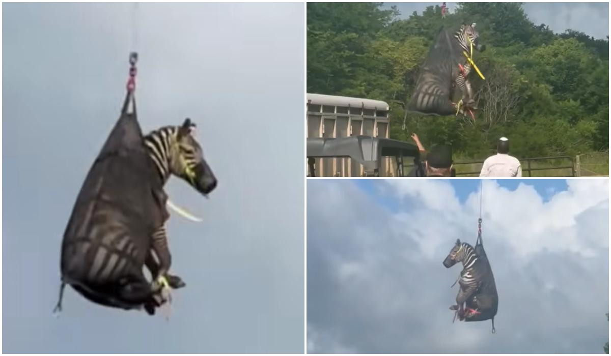 Zebra Ed salvata de politisti dupa sapte zile
