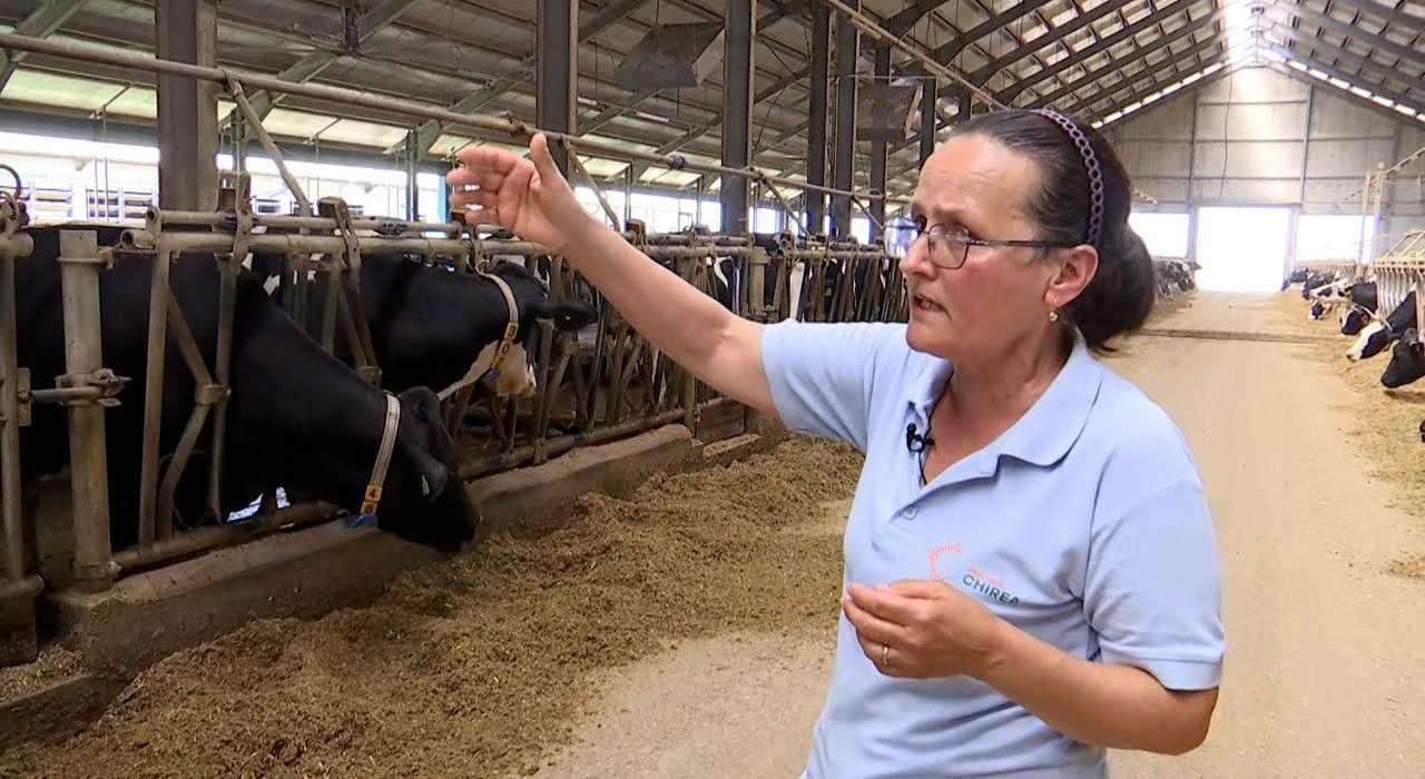 risc major de insolatie la animale efecte vizibile
