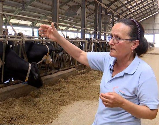 risc major de insolatie la animale efecte vizibile