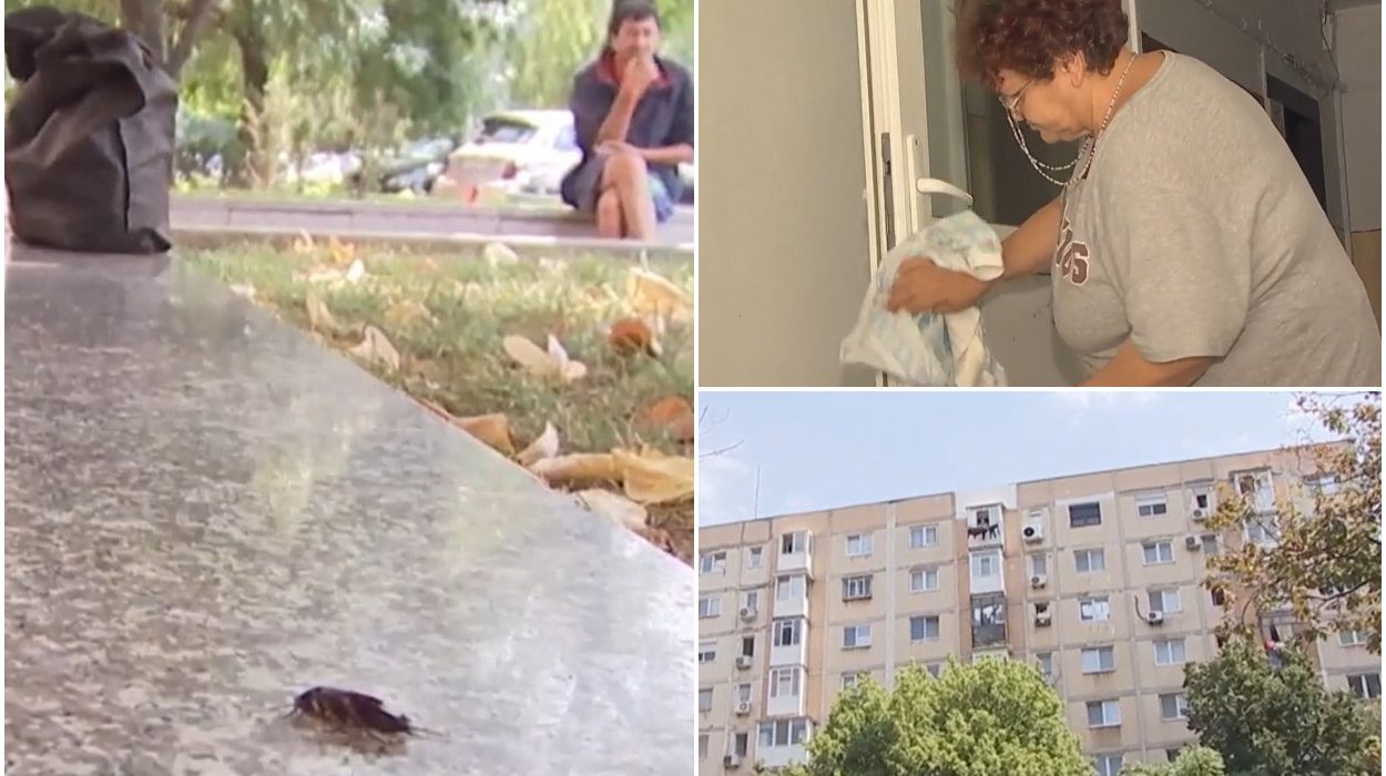 Invazie de gandaci in Bucuresti oameni afectati