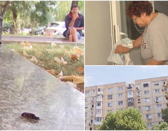 Invazie de gandaci in Bucuresti oameni afectati