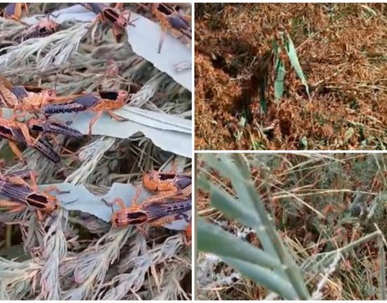 Invazie de lacuste in Tulcea Culturi devorate de insecte