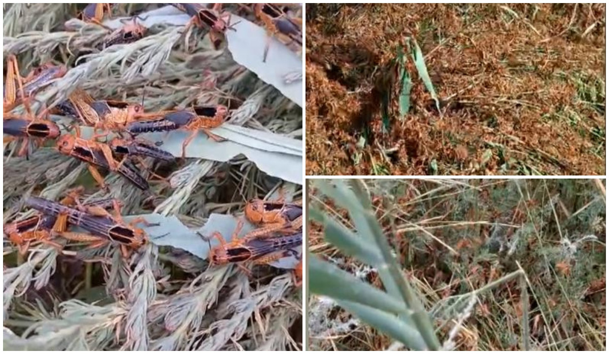 Invazie de lacuste in Tulcea Culturi devorate de insecte