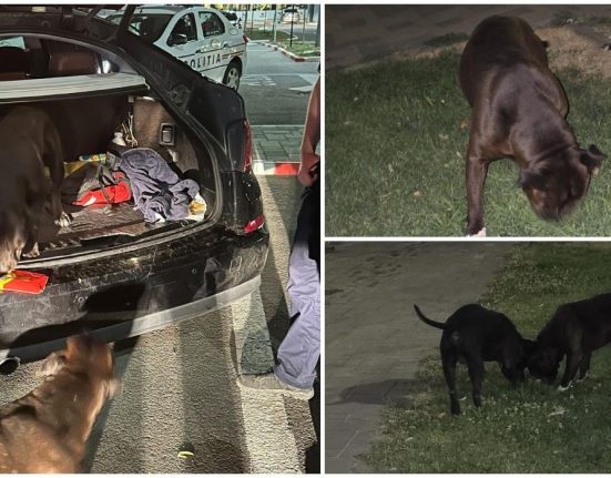 Un barbat din Galati a descoperit doi caini Amstaff in portbagaj