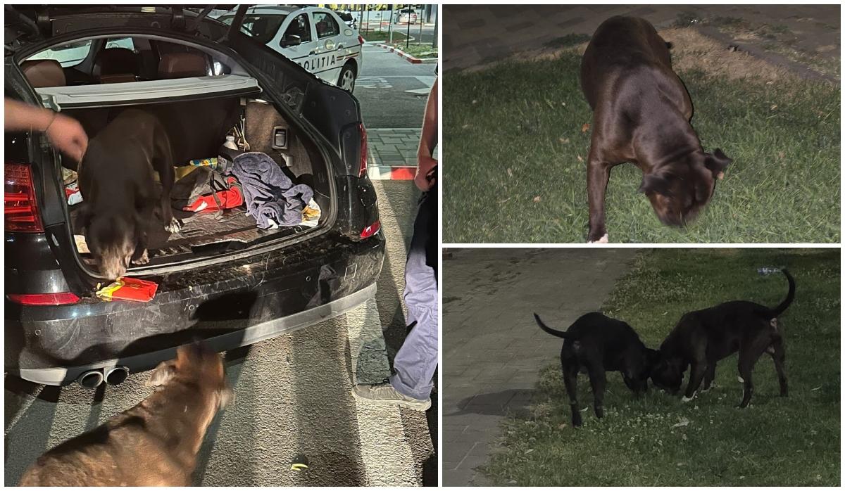 Un barbat din Galati a descoperit doi caini Amstaff in portbagaj