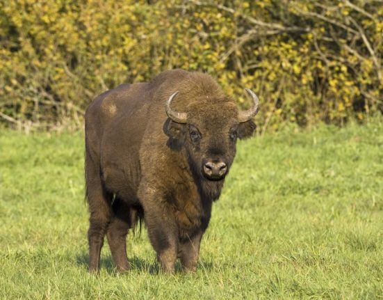 Barbat de 65 de ani ucis de taur in Cioboteni