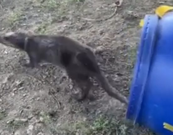 O vidra speriata a alertat jandarmii din Satu Mare