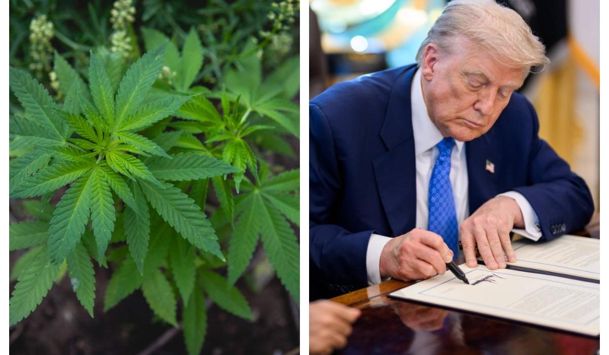 Trump pregateste o masura radicala pentru marijuana