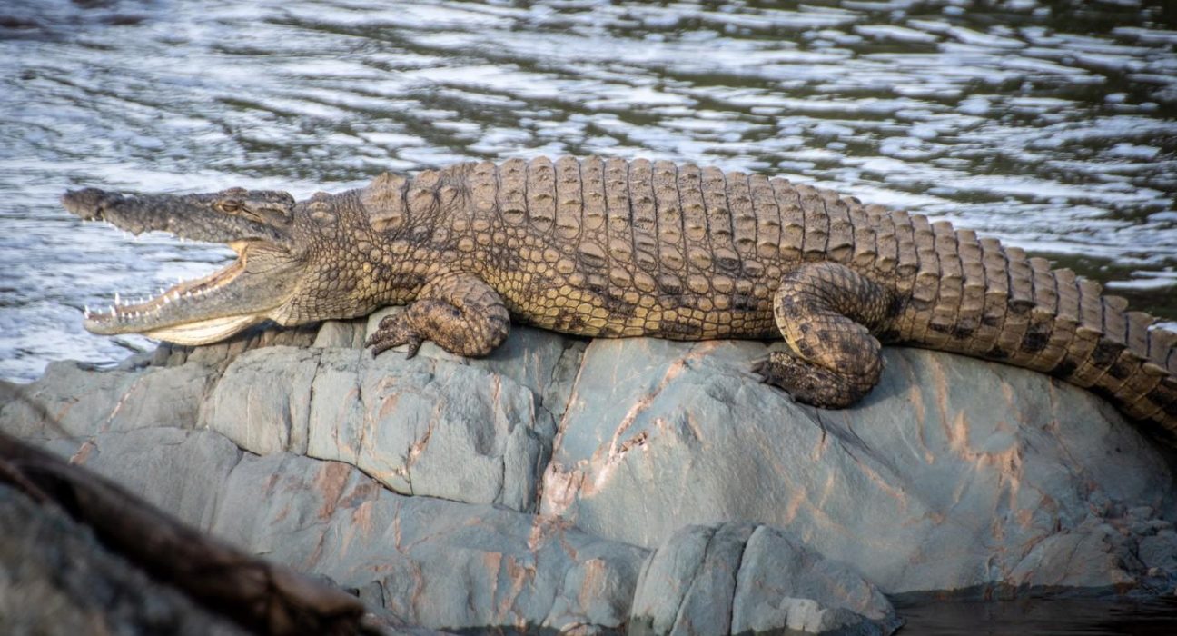 Un tata a patru copii a murit atacat de crocodil