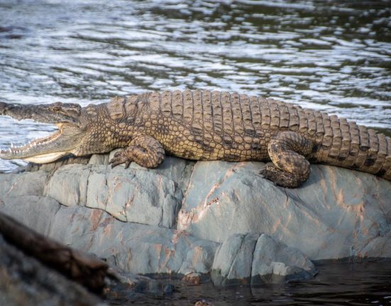 Un tata a patru copii a murit atacat de crocodil