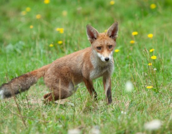Actiuni de vanatoare la vulpe si alte carnivore in Satu Mare