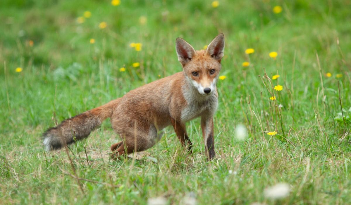 Actiuni de vanatoare la vulpe si alte carnivore in Satu Mare