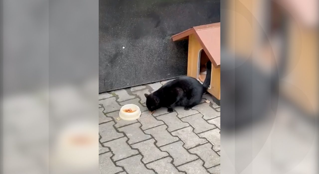 Animalele de companie pot intra in institutiile publice din Cluj
